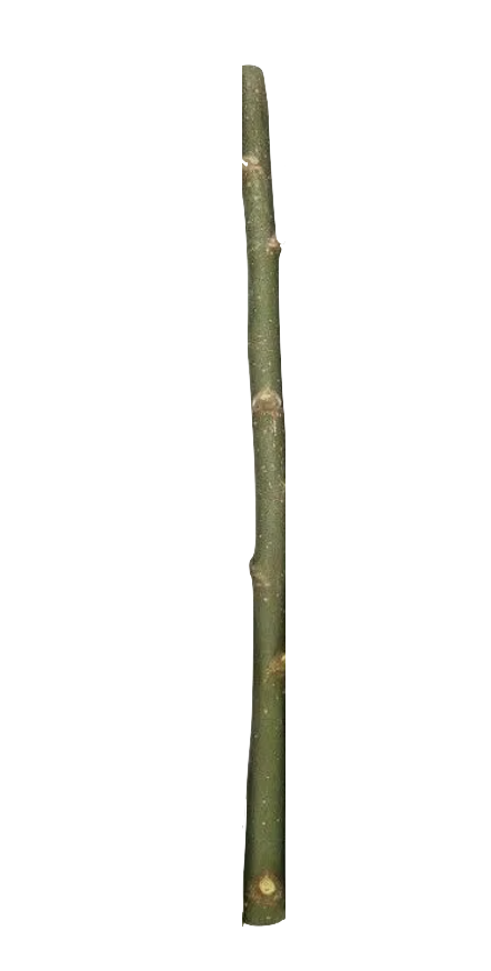 Willow Stakes Bundle 1 inch Willow Stakes Bundle 1 inch